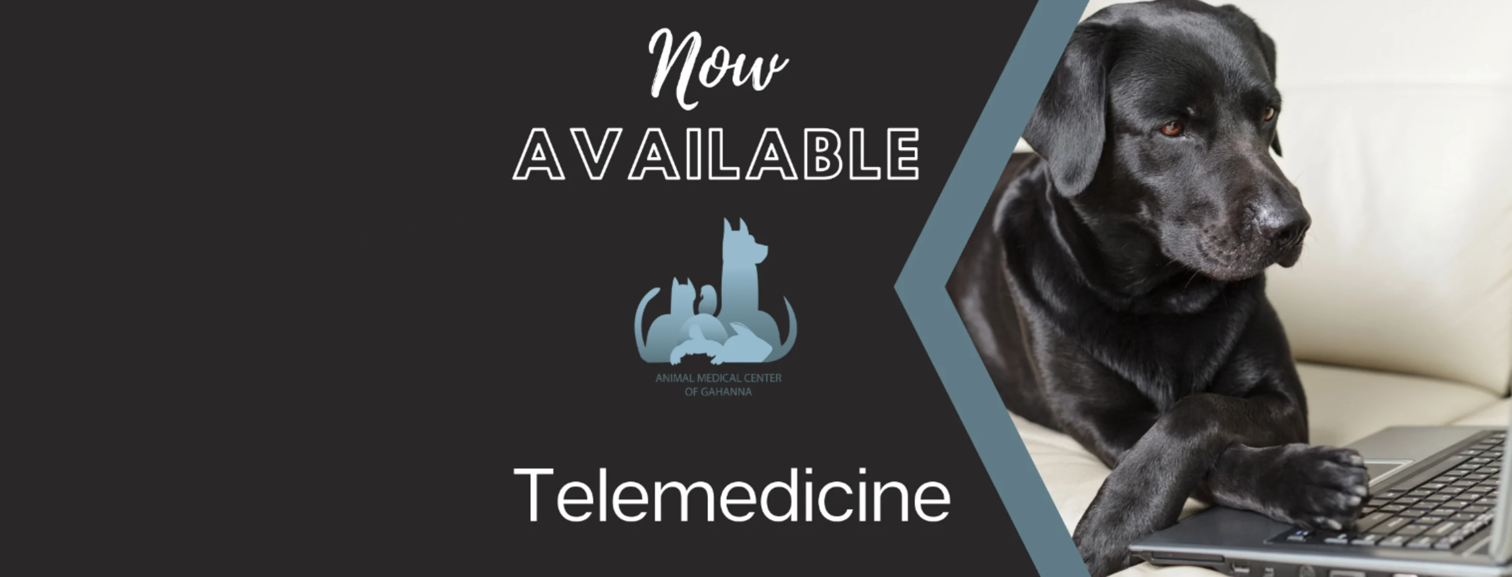 A graphic with the text "Now Available / Telemedicine" featuring a large black dog with their paws on a laptop